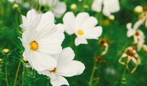 Preview wallpaper cosmos, flower, white, field, blur