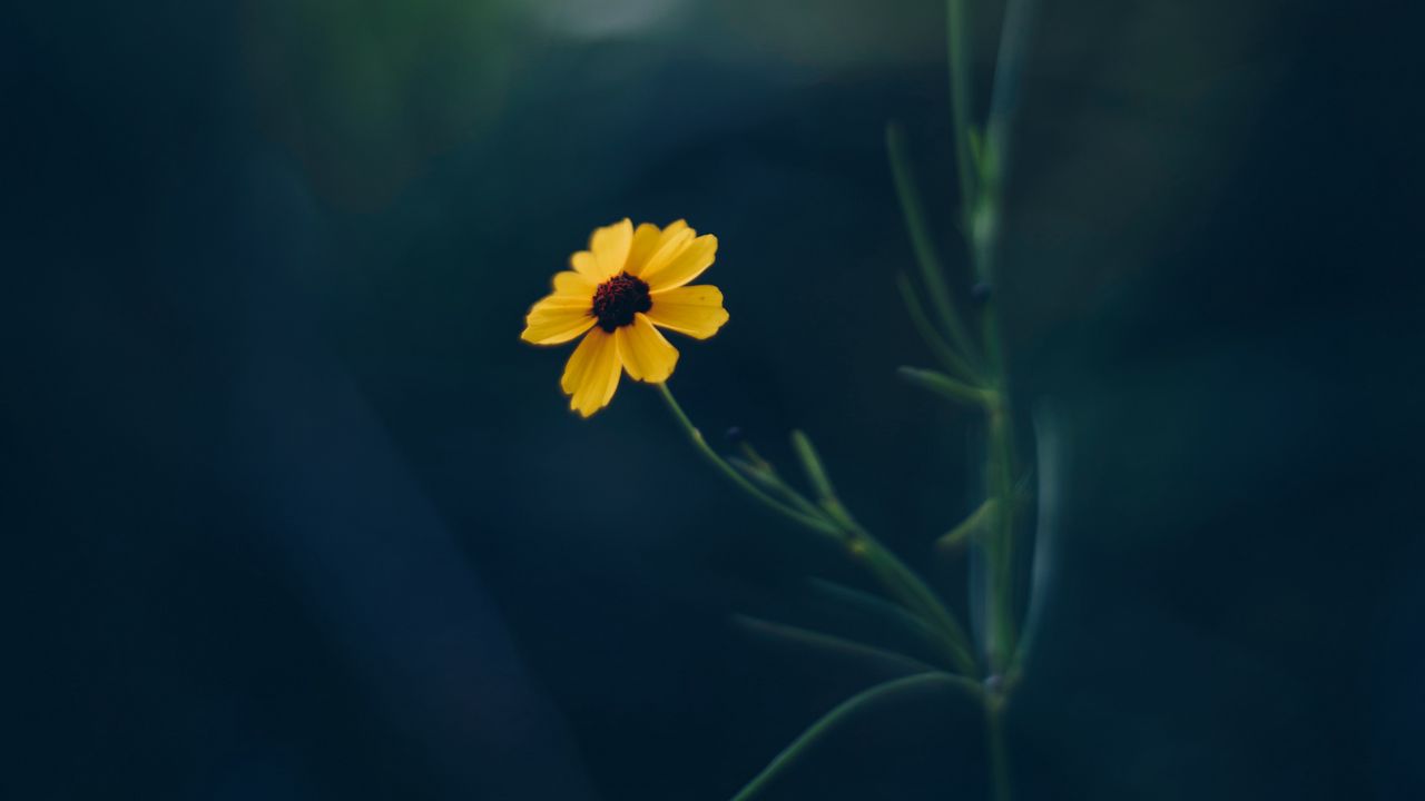Wallpaper cosmos, flower, yellow, blur