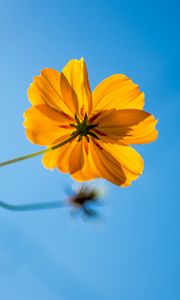 Preview wallpaper cosmos, flower, yellow, sky