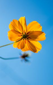 Preview wallpaper cosmos, flower, yellow, sky