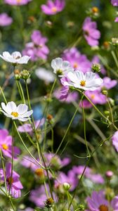 Preview wallpaper cosmos, flowers, field, plants, petals, nature