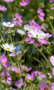 Preview wallpaper cosmos, flowers, field, plants, petals, nature