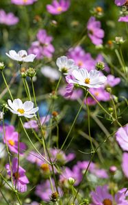 Preview wallpaper cosmos, flowers, field, plants, petals, nature