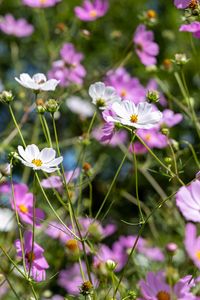 Preview wallpaper cosmos, flowers, field, plants, petals, nature
