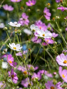 Preview wallpaper cosmos, flowers, field, plants, petals, nature