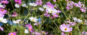 Preview wallpaper cosmos, flowers, field, plants, petals, nature