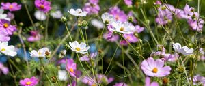 Preview wallpaper cosmos, flowers, field, plants, petals, nature