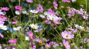 Preview wallpaper cosmos, flowers, field, plants, petals, nature