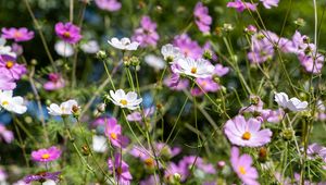 Preview wallpaper cosmos, flowers, field, plants, petals, nature