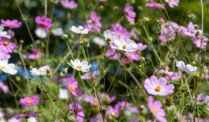 Preview wallpaper cosmos, flowers, field, plants, petals, nature