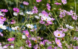 Preview wallpaper cosmos, flowers, field, plants, petals, nature