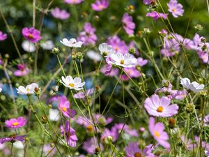 Preview wallpaper cosmos, flowers, field, plants, petals, nature
