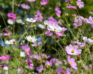 Preview wallpaper cosmos, flowers, field, plants, petals, nature