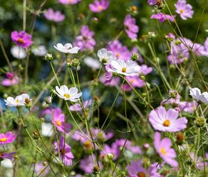 Preview wallpaper cosmos, flowers, field, plants, petals, nature