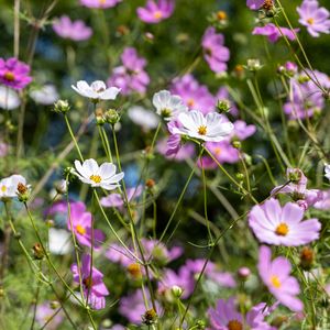 Preview wallpaper cosmos, flowers, field, plants, petals, nature