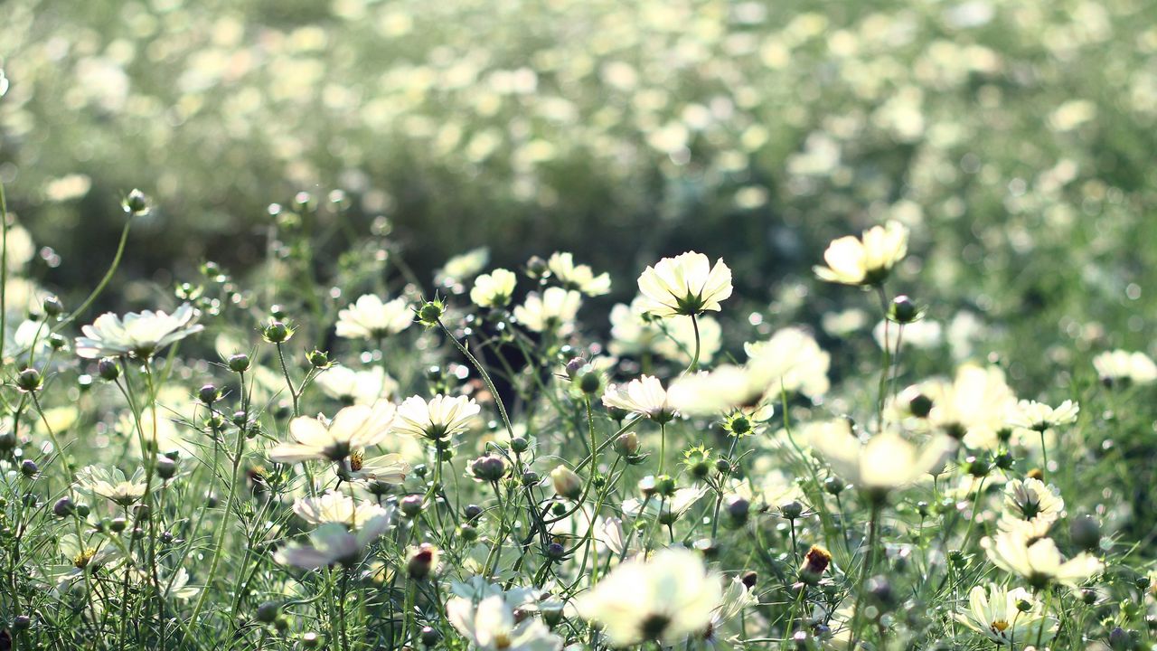 Wallpaper cosmos, flowers, field, grass