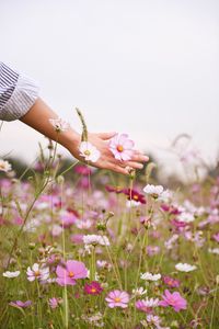 Preview wallpaper cosmos, flowers, hand, glade