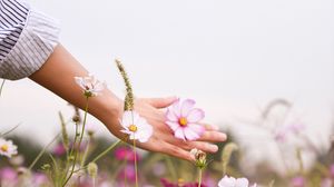 Preview wallpaper cosmos, flowers, hand, glade