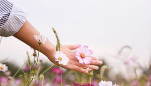 Preview wallpaper cosmos, flowers, hand, glade