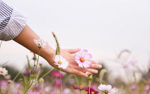 Preview wallpaper cosmos, flowers, hand, glade