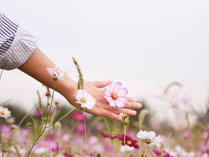Preview wallpaper cosmos, flowers, hand, glade