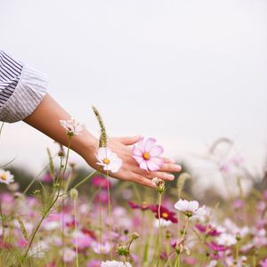 Preview wallpaper cosmos, flowers, hand, glade