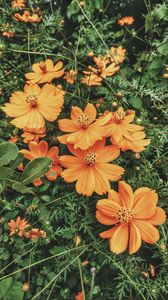 Preview wallpaper cosmos, flowers, orange, glade