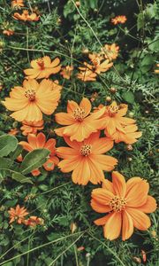 Preview wallpaper cosmos, flowers, orange, glade