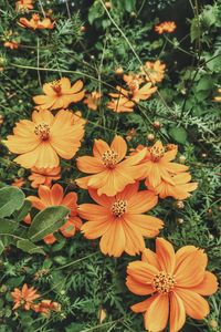 Preview wallpaper cosmos, flowers, orange, glade