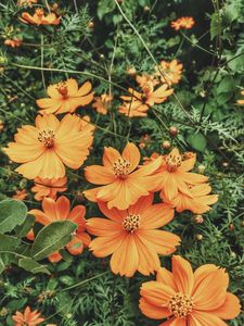 Preview wallpaper cosmos, flowers, orange, glade