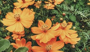 Preview wallpaper cosmos, flowers, orange, glade