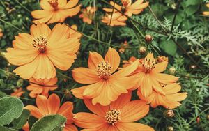 Preview wallpaper cosmos, flowers, orange, glade