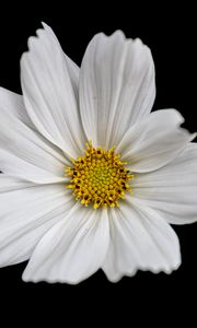 Preview wallpaper cosmos, flowers, petals, macro, white, black background