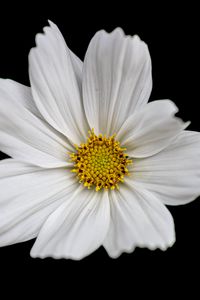 Preview wallpaper cosmos, flowers, petals, macro, white, black background