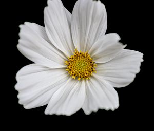 Preview wallpaper cosmos, flowers, petals, macro, white, black background