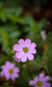 Preview wallpaper cosmos, flowers, petals, purple, blur