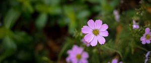 Preview wallpaper cosmos, flowers, petals, purple, blur