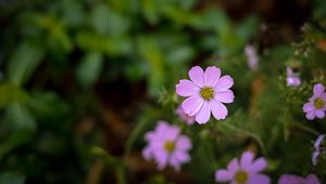 Preview wallpaper cosmos, flowers, petals, purple, blur