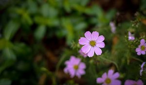 Preview wallpaper cosmos, flowers, petals, purple, blur