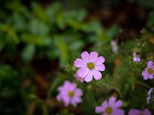 Preview wallpaper cosmos, flowers, petals, purple, blur