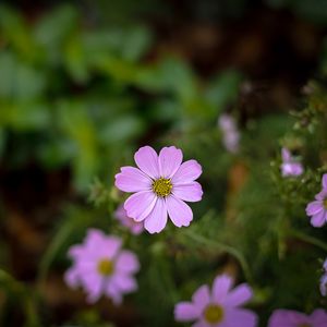 Preview wallpaper cosmos, flowers, petals, purple, blur