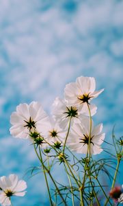 Preview wallpaper cosmos, flowers, white, petals, sky, summer