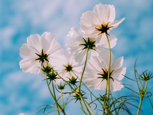 Preview wallpaper cosmos, flowers, white, petals, sky, summer