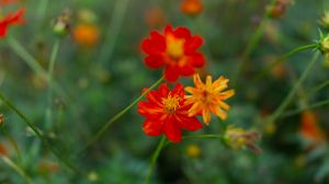 Preview wallpaper cosmos, flowers, wild flowers, blur, blossom