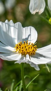 Preview wallpaper cosmos, petals, flower, macro, blur, white