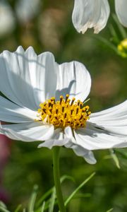 Preview wallpaper cosmos, petals, flower, macro, blur, white