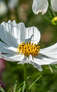 Preview wallpaper cosmos, petals, flower, macro, blur, white