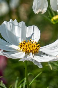 Preview wallpaper cosmos, petals, flower, macro, blur, white