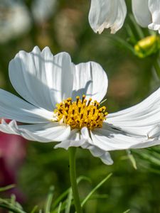 Preview wallpaper cosmos, petals, flower, macro, blur, white