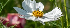 Preview wallpaper cosmos, petals, flower, macro, blur, white
